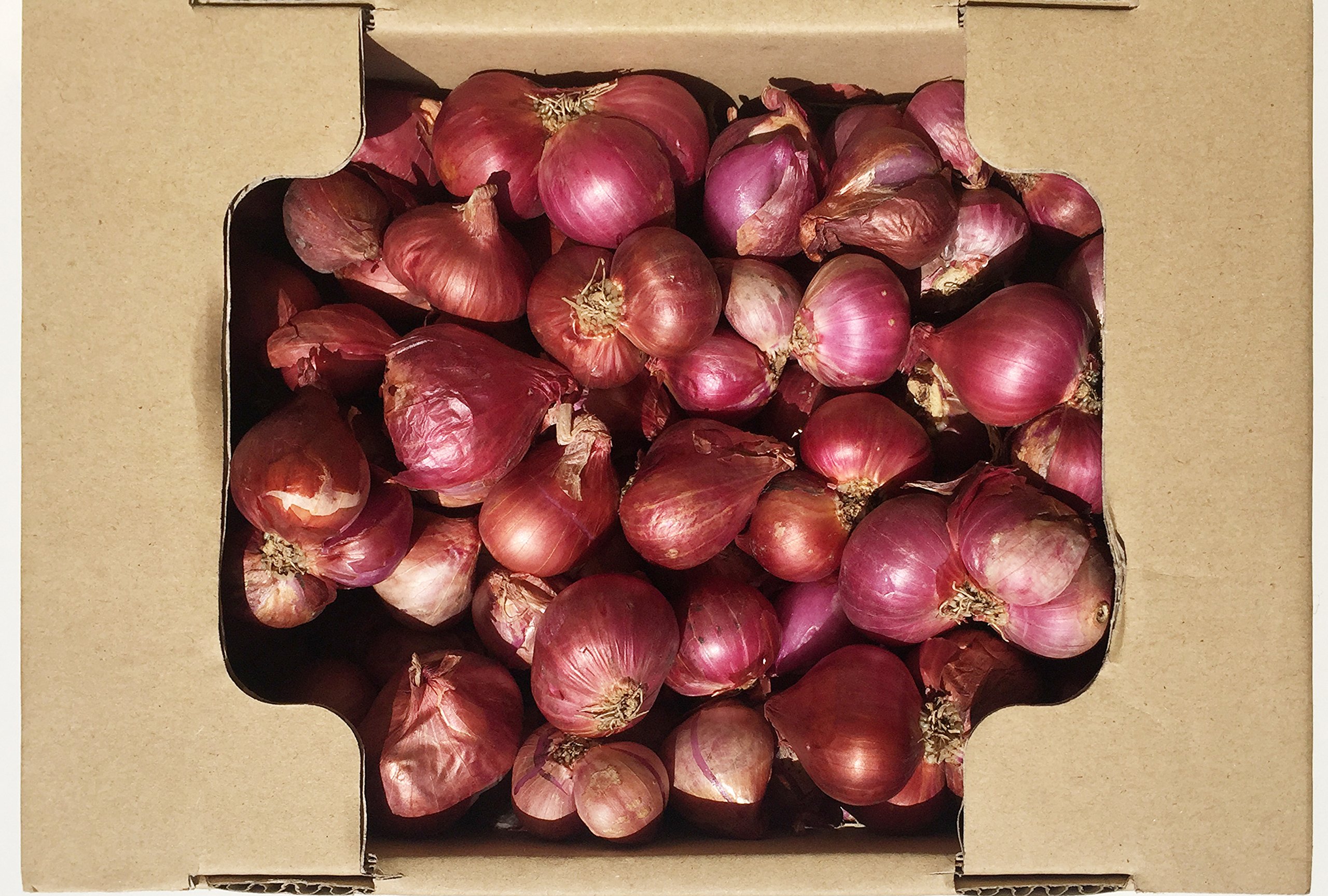 Amazon.co.jp: RED SHALLOT ONION レッド シャロット オニオン 赤